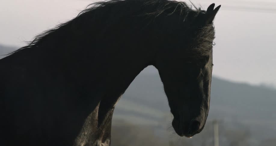 A majestic black horse is silhouetted in a dramatic slow motion close-up as its mane blows in the wind