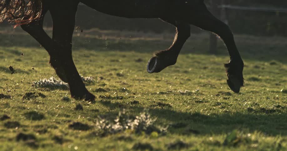 A closeup of a horse's powerful hooves galloping across a grassy field in dramatic super slow motion