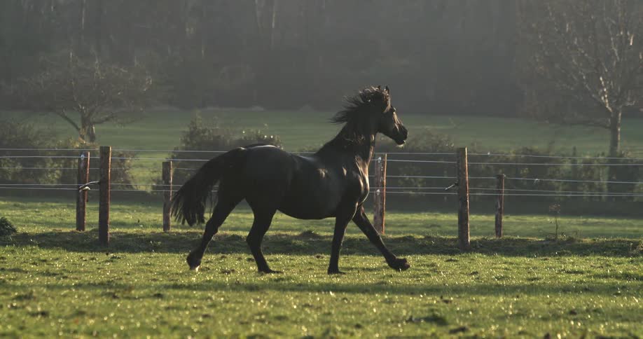 A magnificent black horse with a flowing mane gallops in slow motion across a sunny green pasture