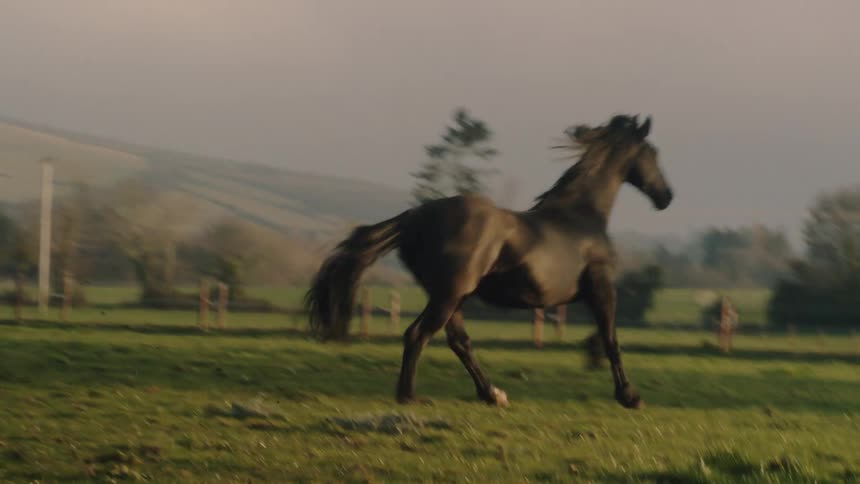 A majestic black stallion gallops freely across a beautiful green country field