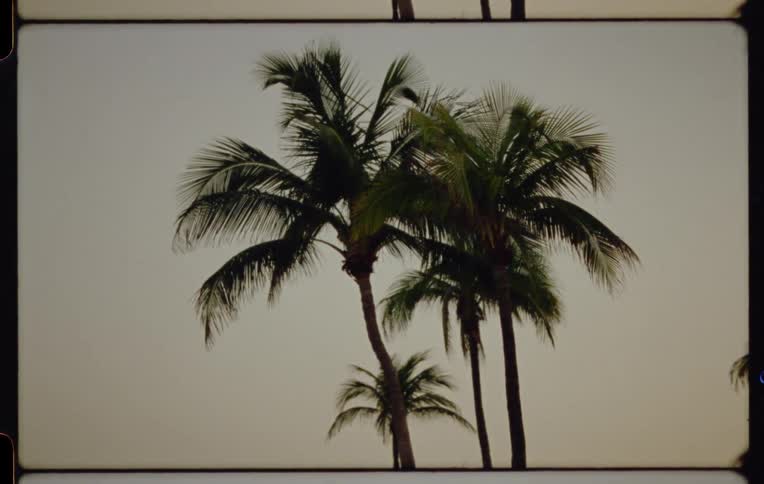 A still shot of palm trees swaying in the wind on a cloudy day, captured on vintage film