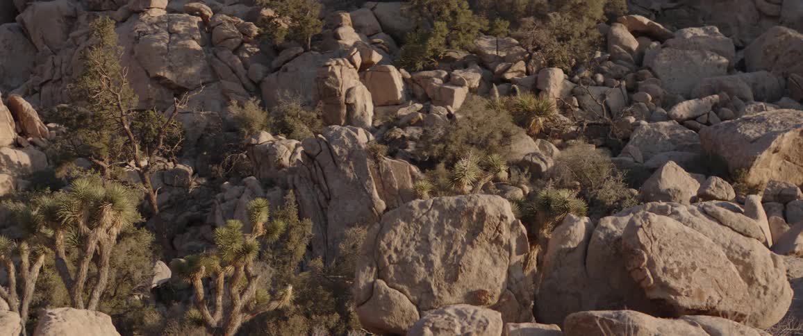A static shot of a sunlit, rocky hillside in a desert landscape filled with Joshua trees and shrubs