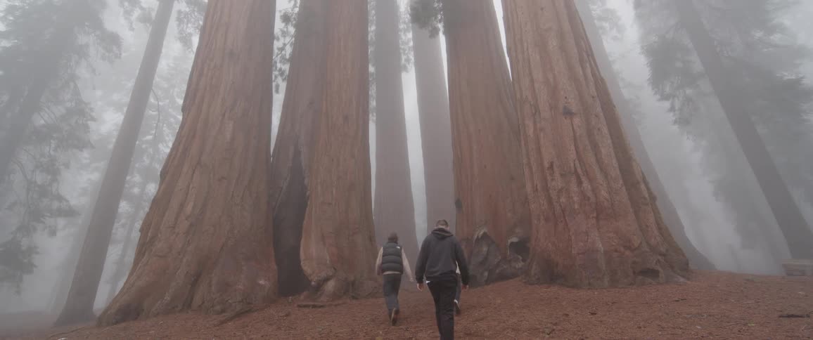 Three friends hike toward giant sequoia trees, dwarfed by their scale in a moody, foggy forest