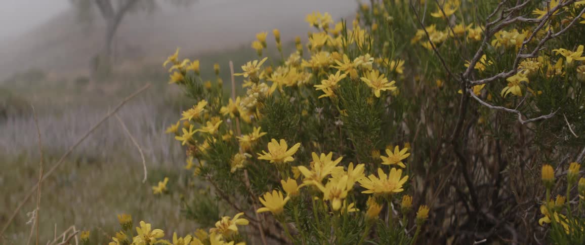 Vibrant yellow wildflowers sway gently on a misty, foggy hillside with a lone tree in the background