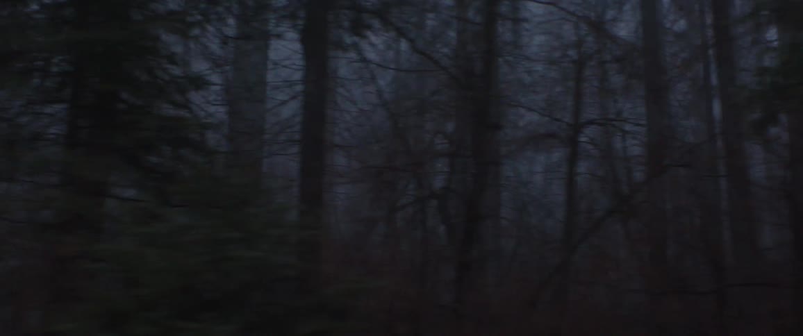 A slow pan through a dark and spooky forest shrouded in a thick, mysterious fog at twilight