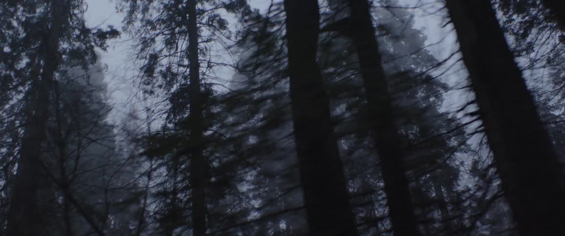 A slow, haunting journey through a dark, foggy forest with a low-angle view of silhouetted pine trees