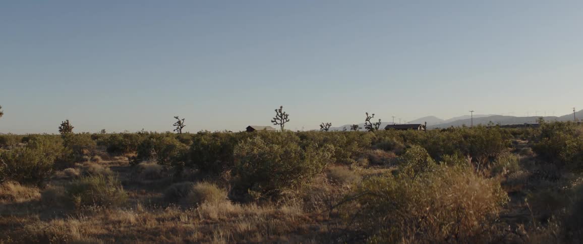 A long freight train travels through the Mojave desert landscape filled with Joshua trees at sunrise