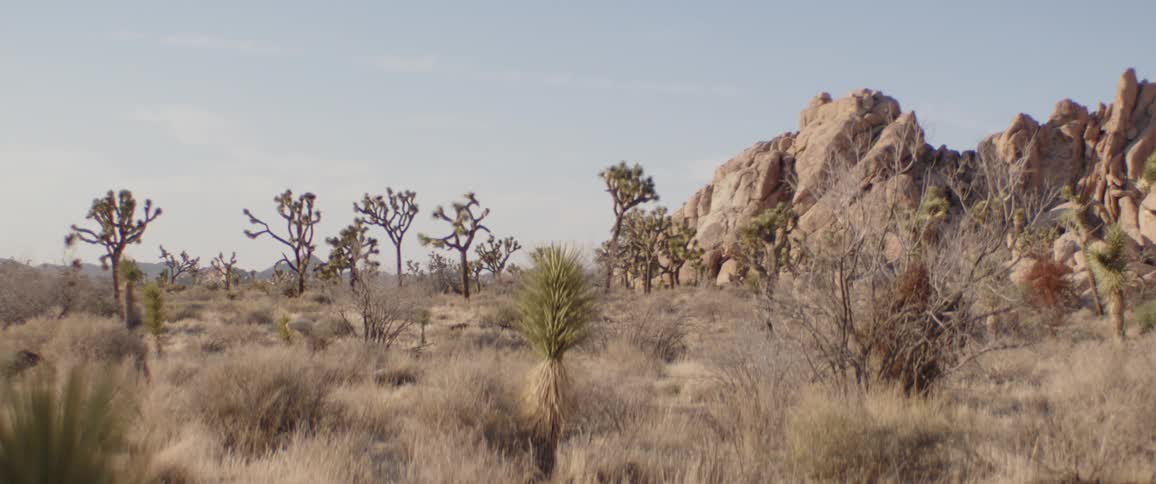 A wide, static shot captures the arid beauty of Joshua Tree National Park, with its unique trees and large rock formations
