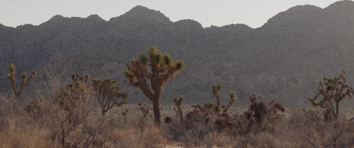 A still shot of iconic Joshua trees dotting the arid desert landscape with a backdrop of rocky mountains at golden hour