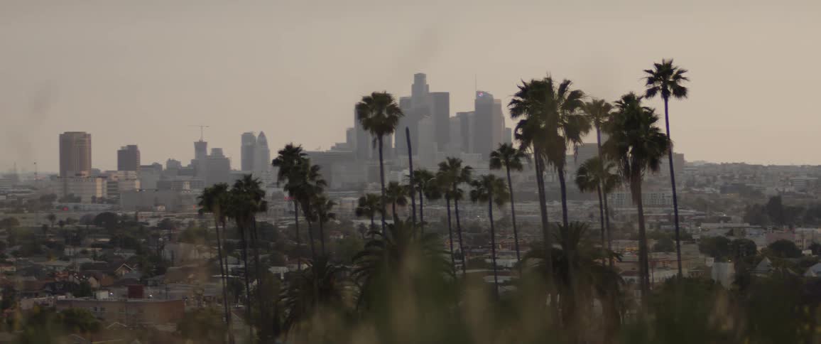 A hazy view of the downtown Los Angeles skyline with tall palm trees in the foreground