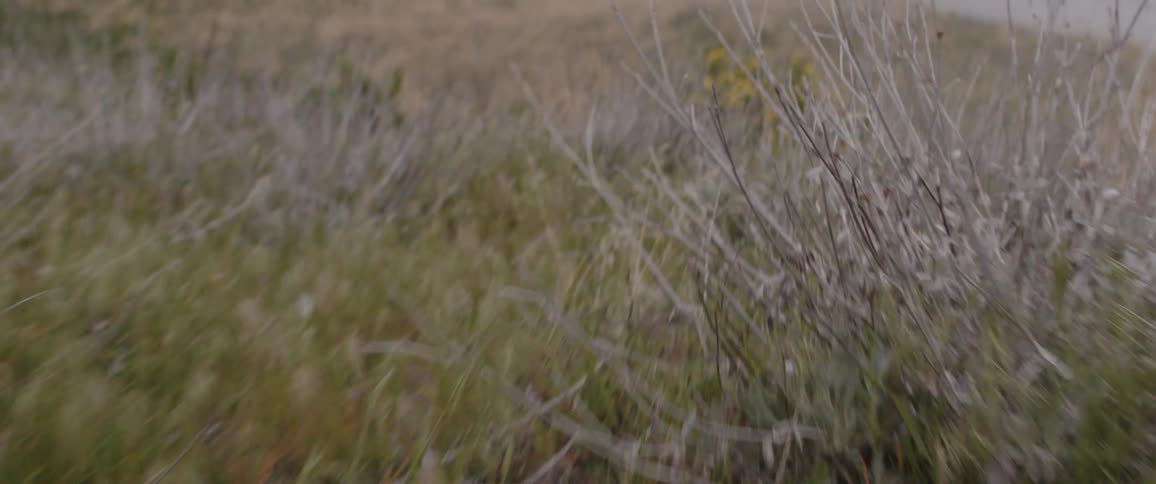 Slow-motion close-up panning shot through dry grass and yellow wildflowers on a grassy hillside
