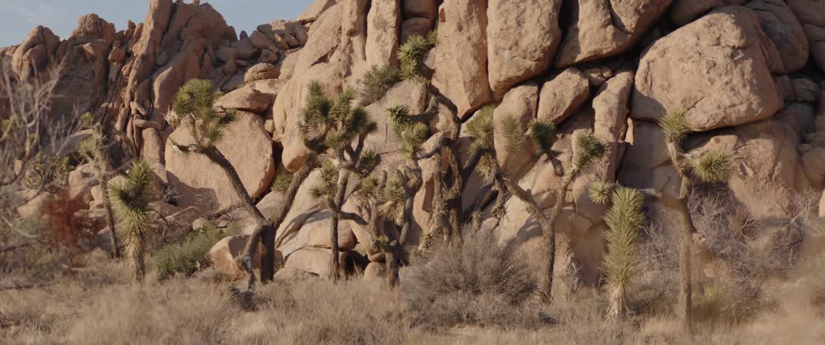 A serene, static view of Joshua trees nestled against a large, sunlit rock formation in a tranquil desert landscape