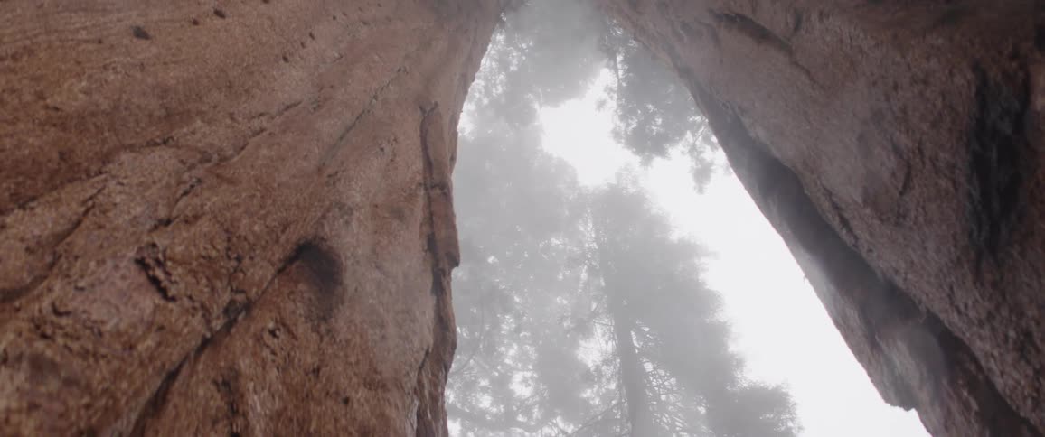 A low-angle view pans up the massive trunks of giant sequoia trees as they disappear into the thick, mysterious fog