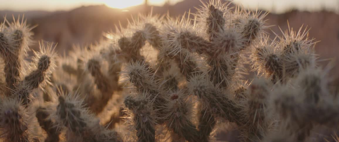 The sharp spines of a cholla cactus are backlit by the warm, golden light of a desert sunset