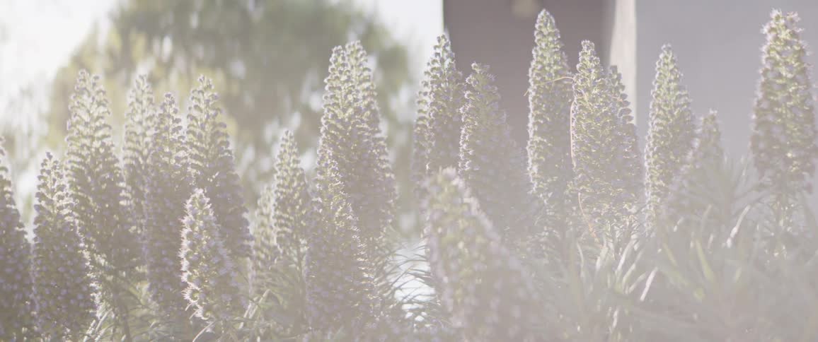 Bees busily pollinate tall purple Pride of Madeira flowers on a sunny day with a dreamy lens flare