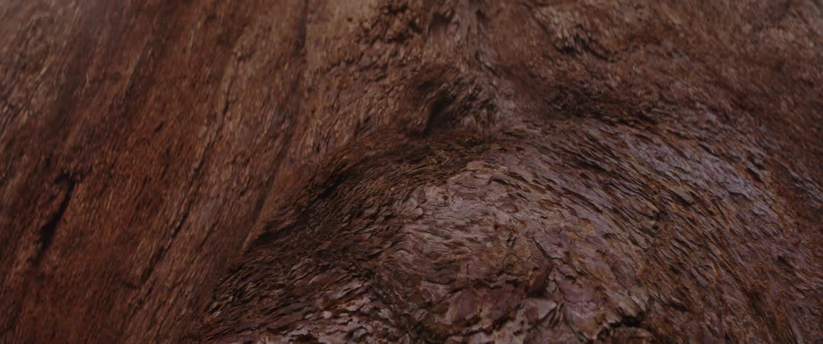 A slow push-in macro shot reveals the detailed, coarse texture of brown animal fur