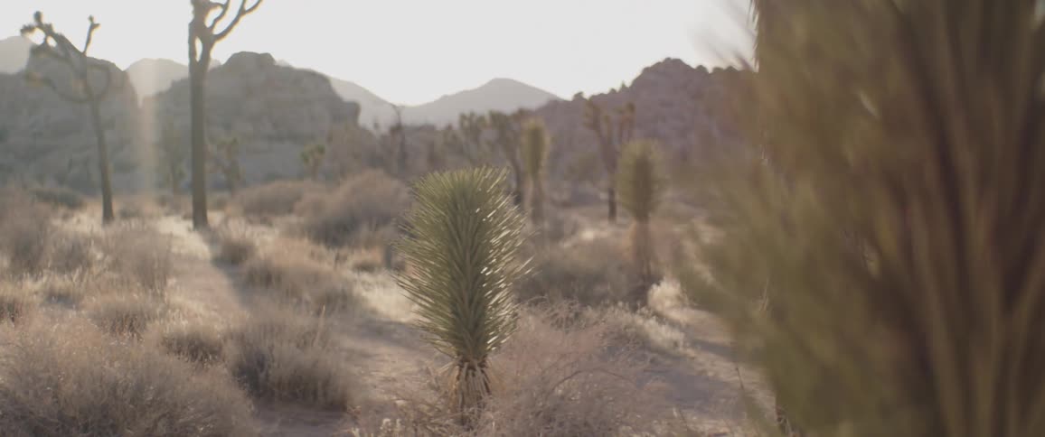 A slow rack focus from a Joshua tree leaf reveals a stunning desert landscape during golden hour