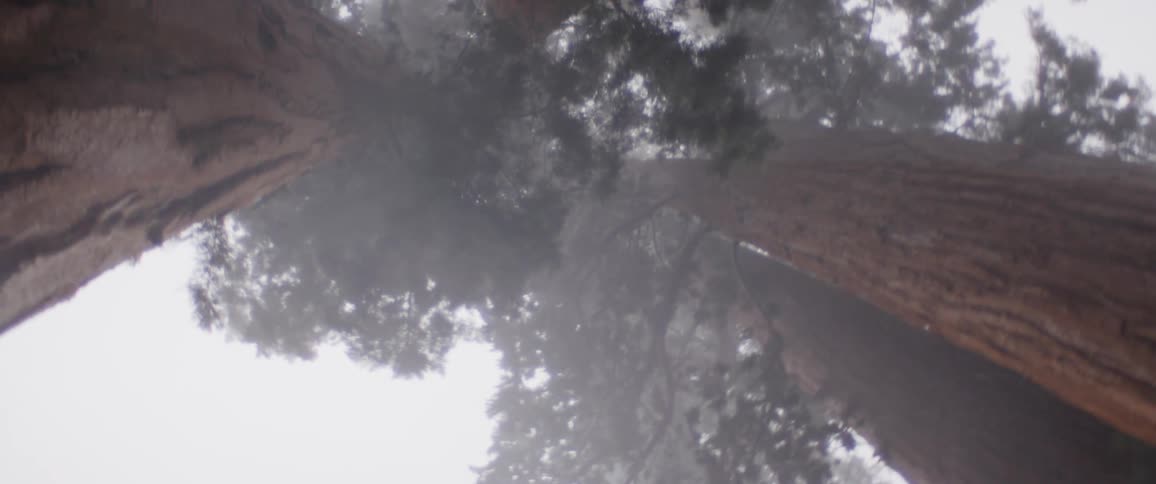 A slow, low-angle pan looks up at the towering giant sequoia trees disappearing into the thick fog