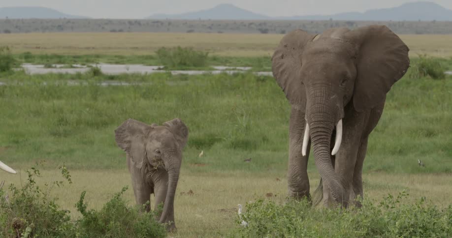 Adult and baby elephant standing in a field