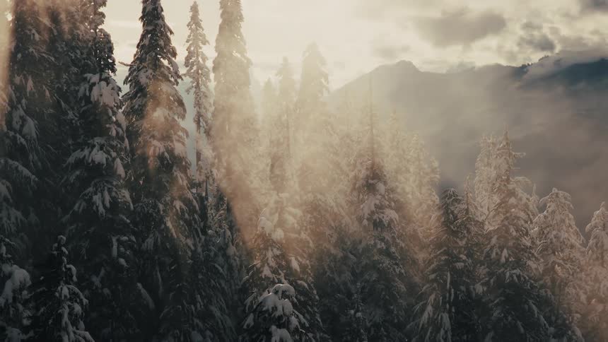 Sunlight beams through the mist and snow-covered trees in a majestic, slow-moving aerial shot of a winter forest