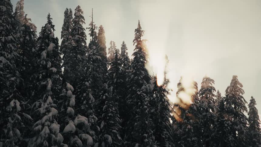 The winter sun shines brightly through snow-covered pine trees in a peaceful forest as snow gently falls