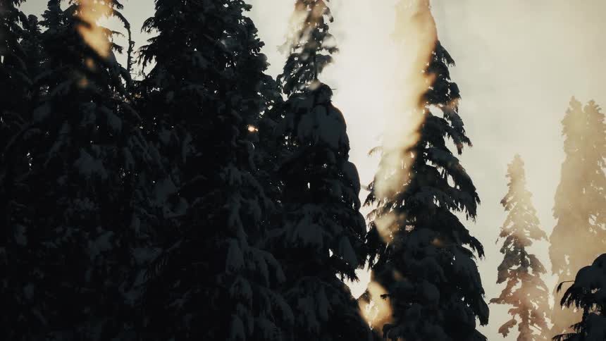 Golden sunlight streams through a forest of snow-covered evergreen trees as sparkling snow falls in slow motion