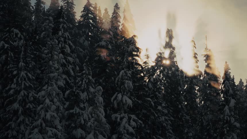 A slow upward pan reveals the bright sun shining through a dense, snow-covered pine forest, creating beautiful light rays