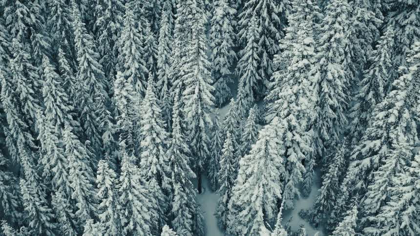 A slow, top-down aerial descent over a dense, snow-covered pine forest in winter