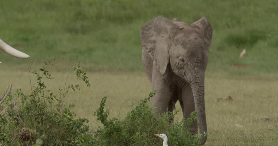 Elephant grazing in the savanna