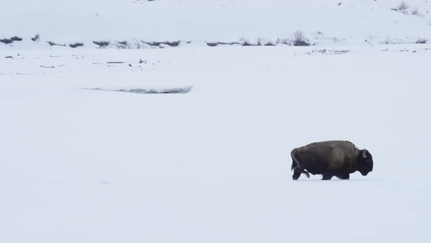 A majestic American bison walks in slow motion through a vast, snow-covered landscape during a harsh winter