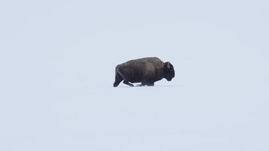 A solitary bison walks across a stark, white, snow-covered landscape in a profile shot