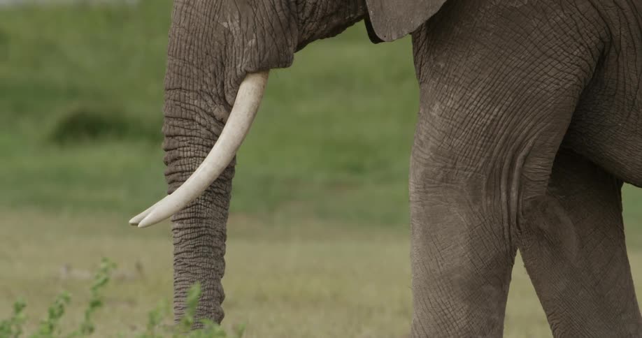 An elephant standing in a grassy field