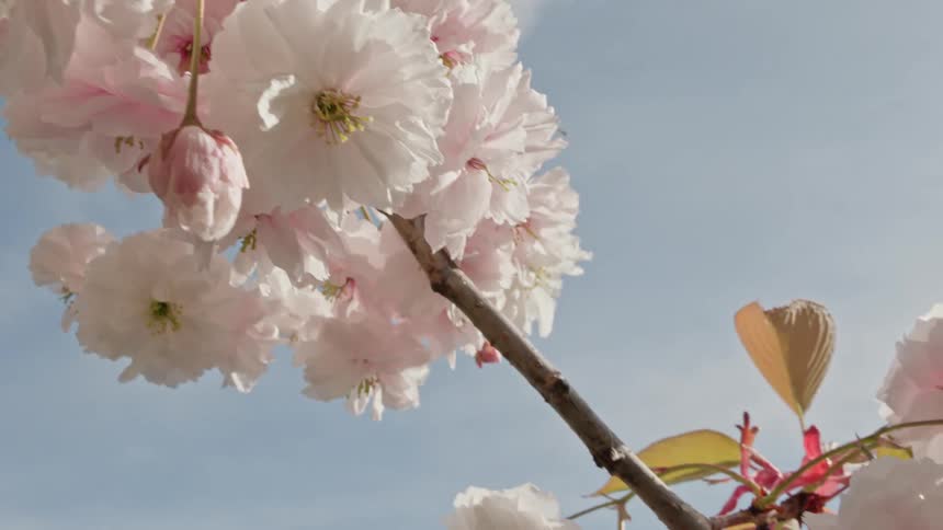 A beautiful slow-motion pull-out shot of delicate pink and white cherry blossoms blooming on a branch against a clear blue sky