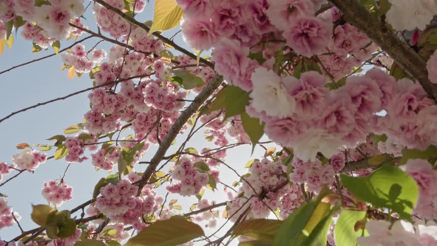 Looking up at a cherry blossom tree in full bloom as the sun peeks through its vibrant pink flowers