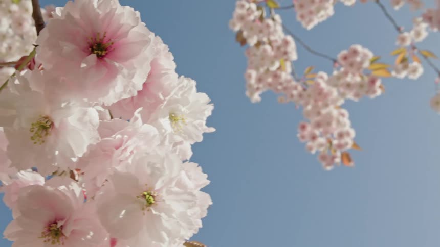 A slow pan reveals the delicate beauty of pink cherry blossoms blooming on a branch against a clear blue sky in the spring