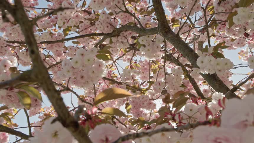 Looking up at a beautiful cherry blossom tree in full bloom as the camera slowly pans on a bright spring day