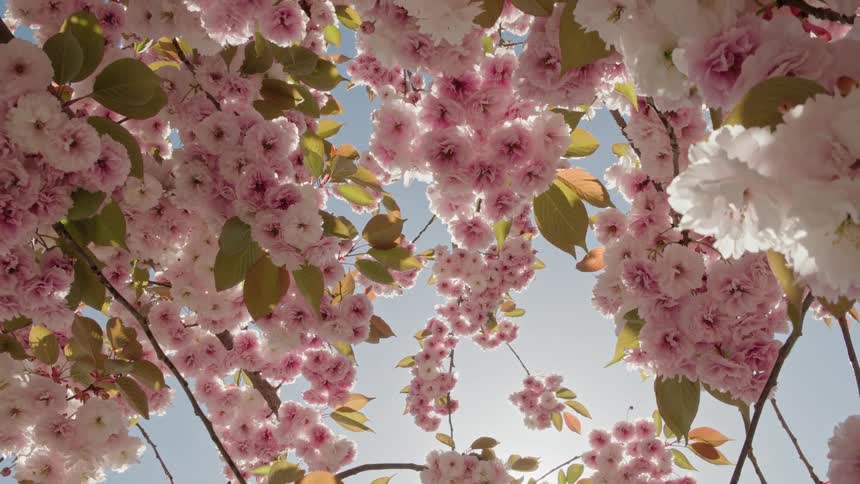 Looking up through the canopy of a blooming cherry blossom tree as pink flowers sway in the sunlight against a blue sky