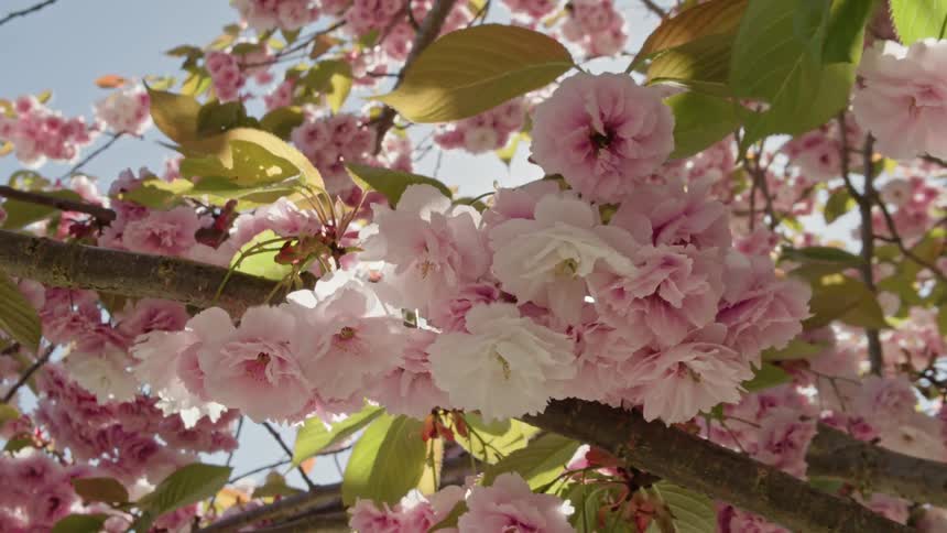 A close-up of pink and white cherry blossoms on a tree branch swaying in the gentle breeze on a sunny day