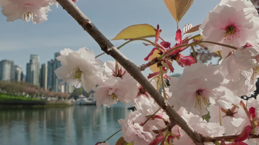 A close-up of beautiful pink cherry blossoms reveals a stunning modern city skyline across the water on a sunny day