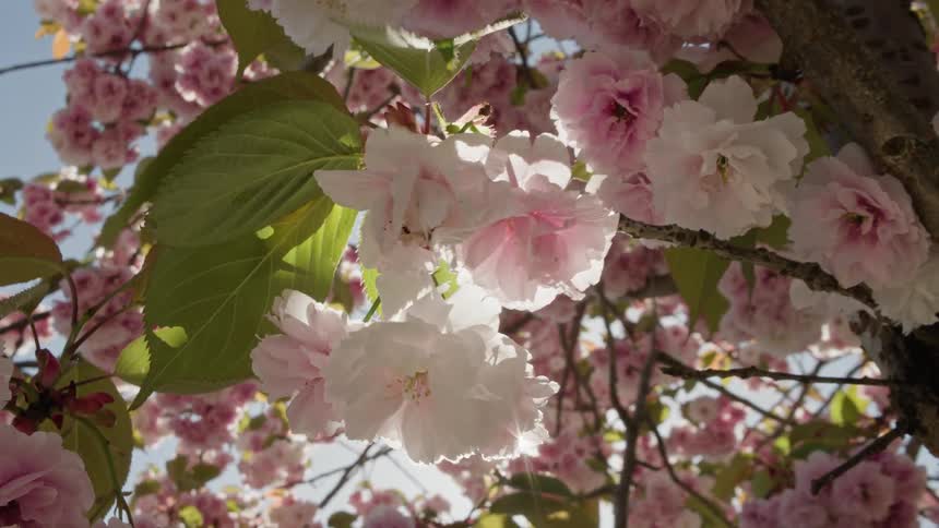 Sunlight flares through delicate pink cherry blossoms swaying gently in the breeze on a beautiful spring day