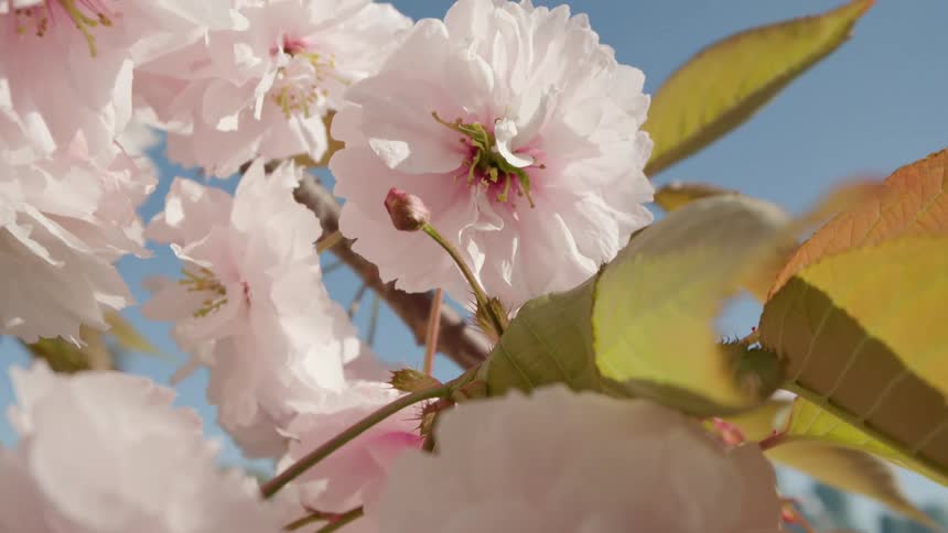 A close-up slow-motion shot of delicate pink cherry blossoms blooming on a branch against a clear blue sky
