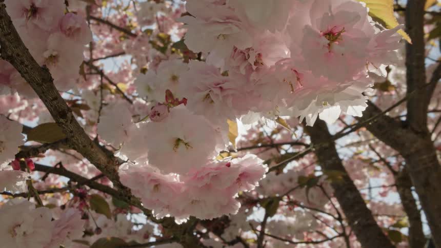 A close-up, low-angle shot of pink cherry blossoms gently swaying on a tree branch, backlit by the bright spring sun