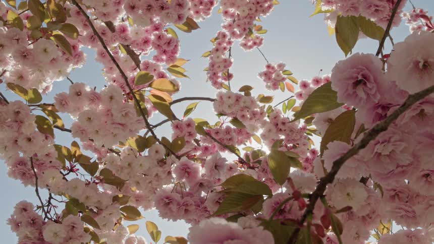A low-angle view of a blooming pink cherry blossom tree against a bright blue sky on a sunny spring day