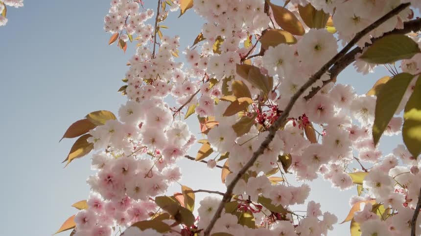 A close-up shot pulls back to reveal sun-drenched pink and white cherry blossoms hanging from a tree branch against a clear blue sky