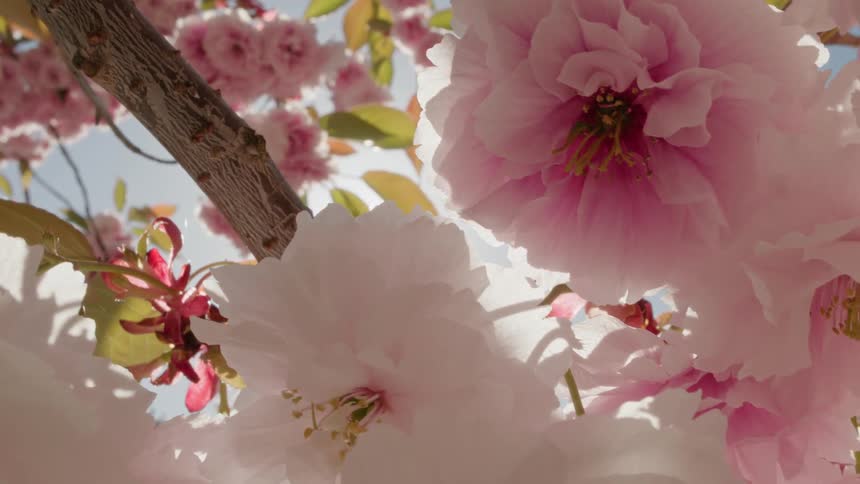 A sunbeam reveals a beautiful cherry blossom tree with delicate pink and white flowers in full bloom
