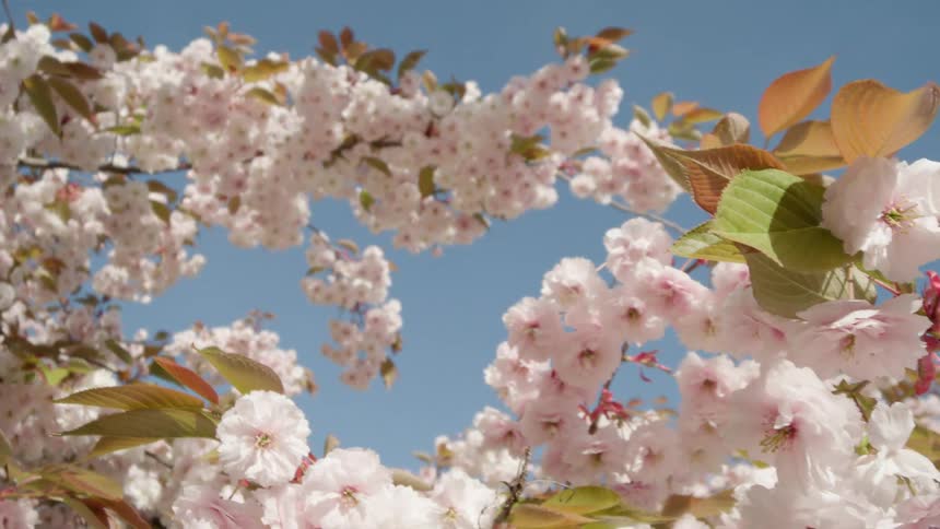A slow pan across a beautiful cherry blossom tree with delicate pink flowers blooming against a clear blue sky in the springtime