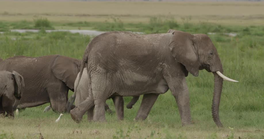 Elephants of various size walking slowly across a plain