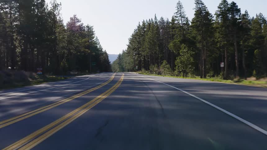 A scenic point-of-view drive along a paved road surrounded by tall pine trees in a sunlit forest