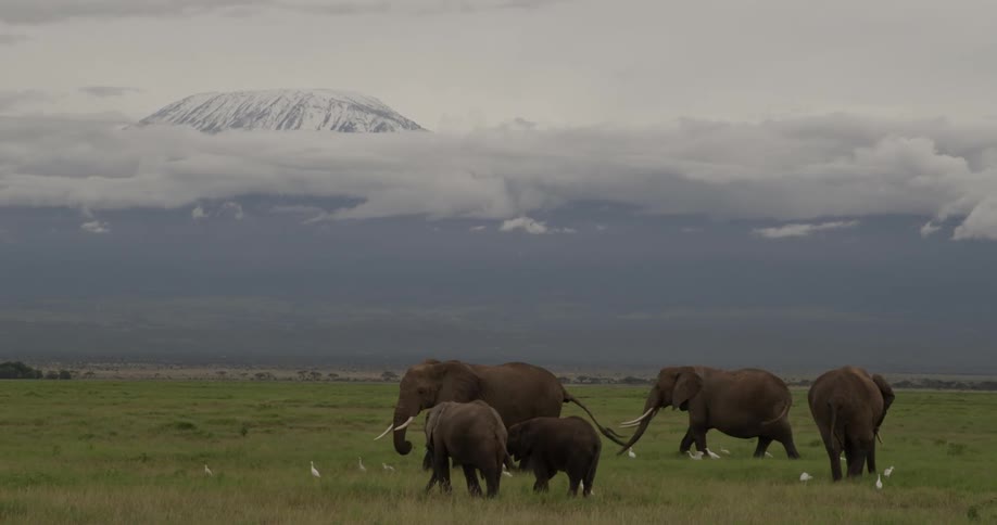 Herd of elephants marching across the plains