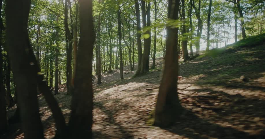 An athletic woman in sportswear jogs uphill on a sun-drenched trail through a lush green forest